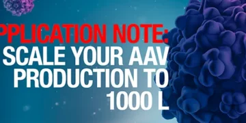 Production of AAV at the 1,000 L scale